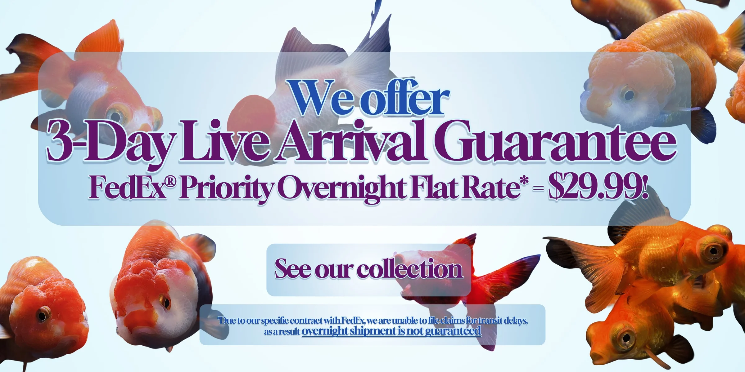 Vibrant Tropical Fish Delivered Fast