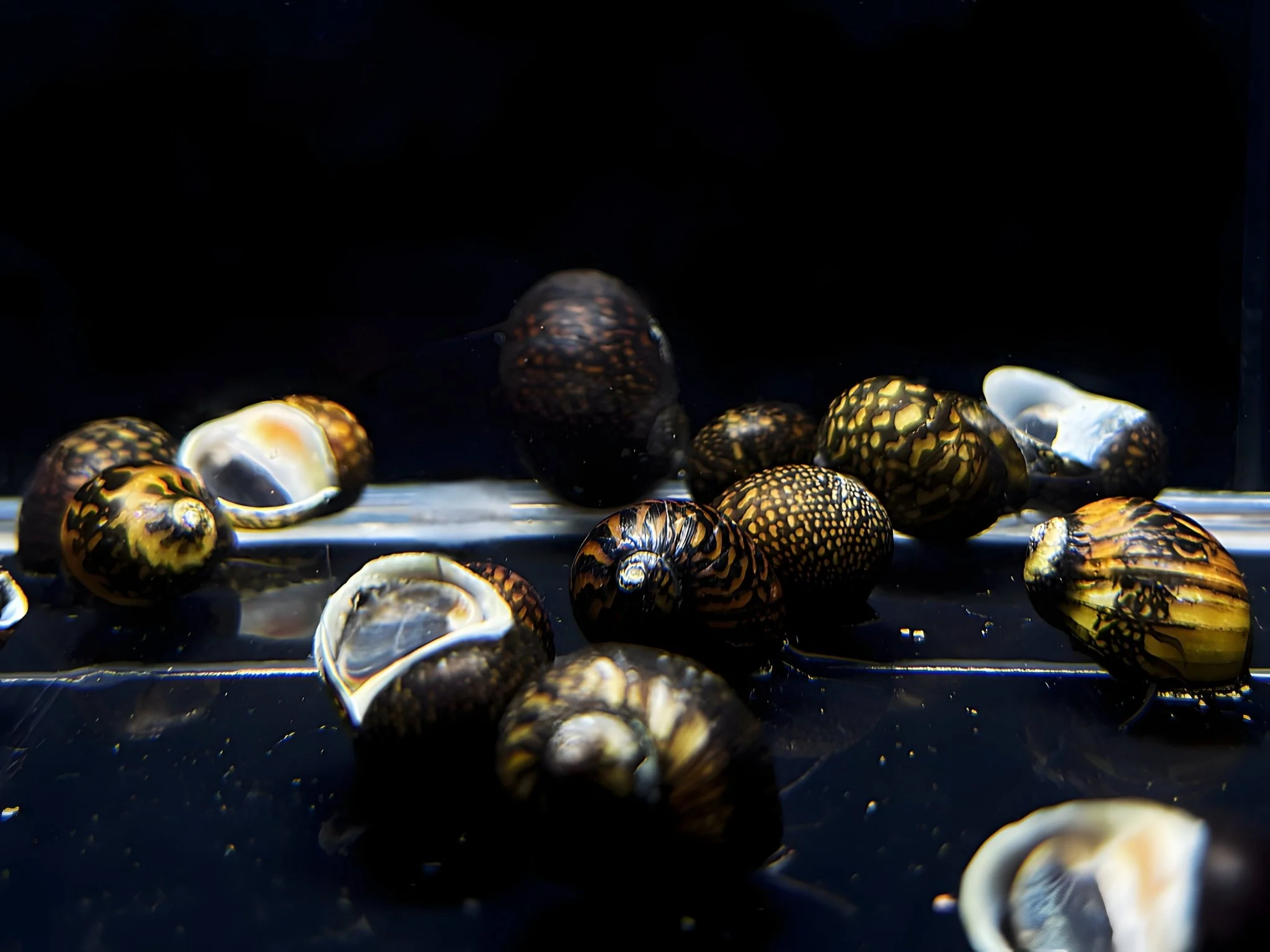 Snail