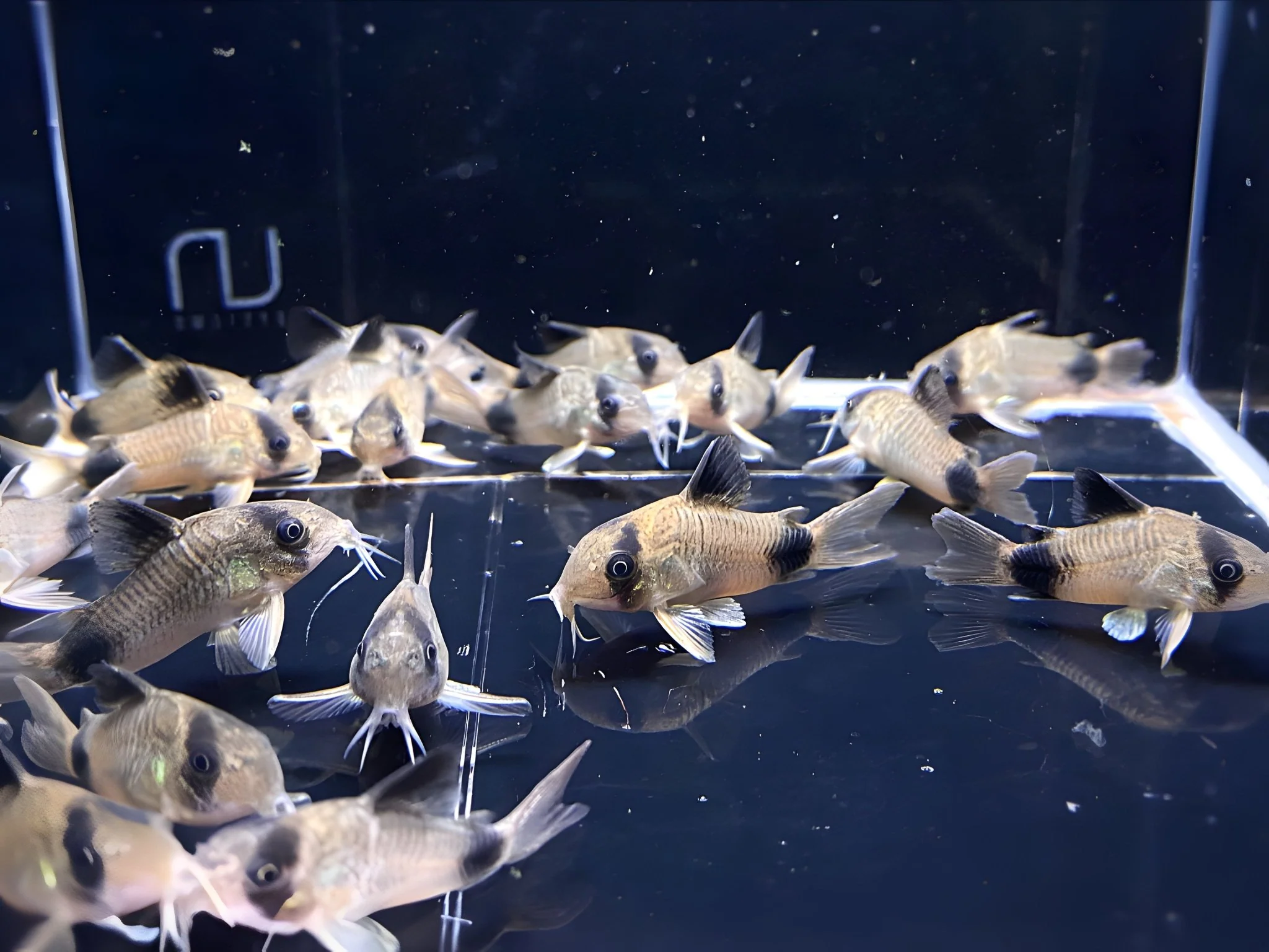 Freshwater Fish