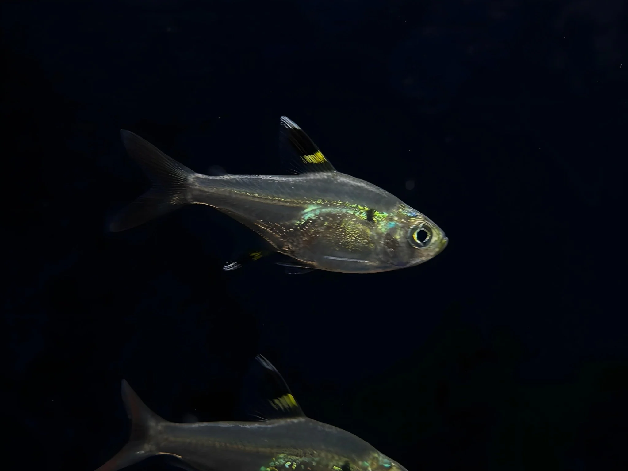 Tetra